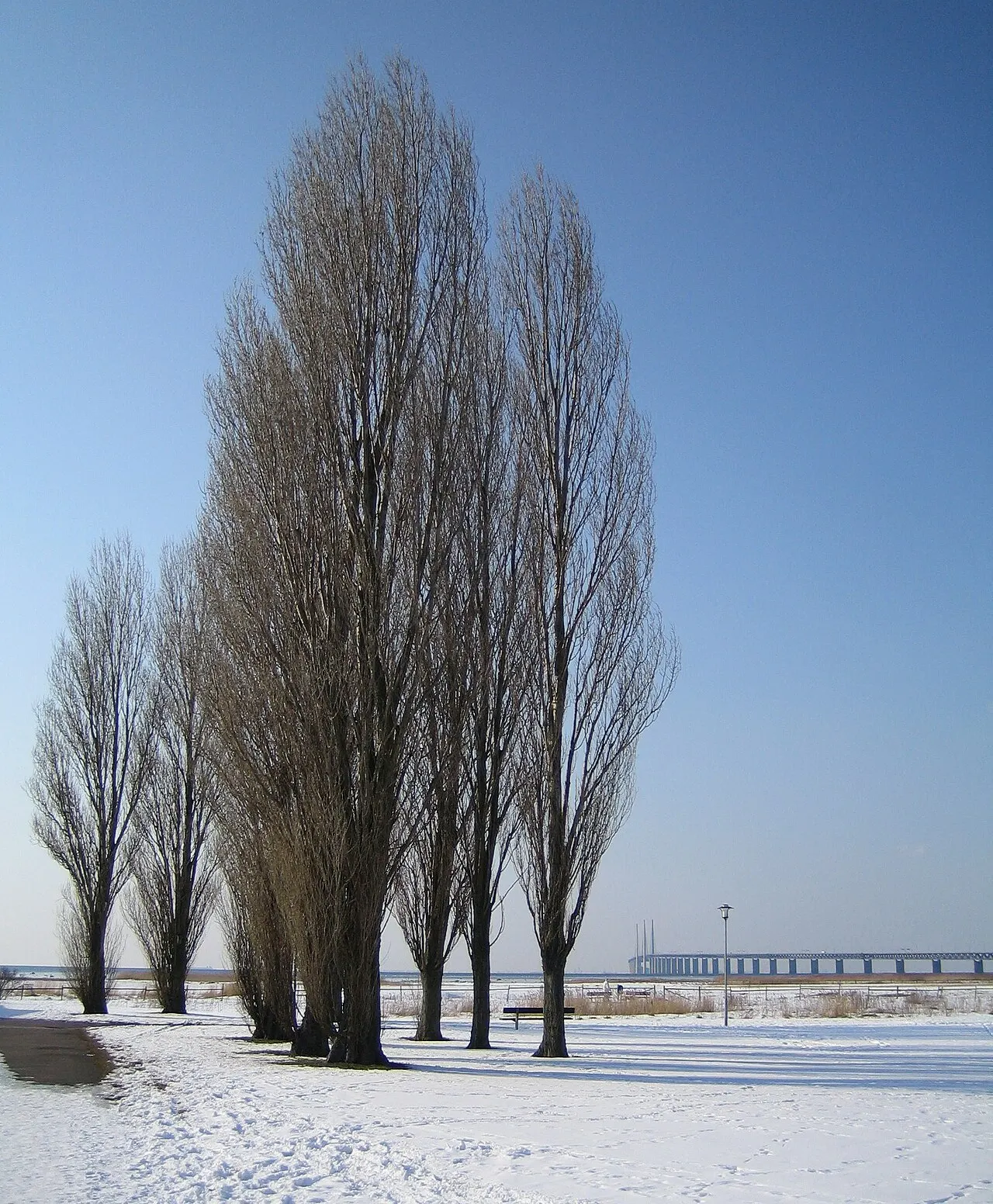 Foto av Bunkeflostrand (Skåne län)