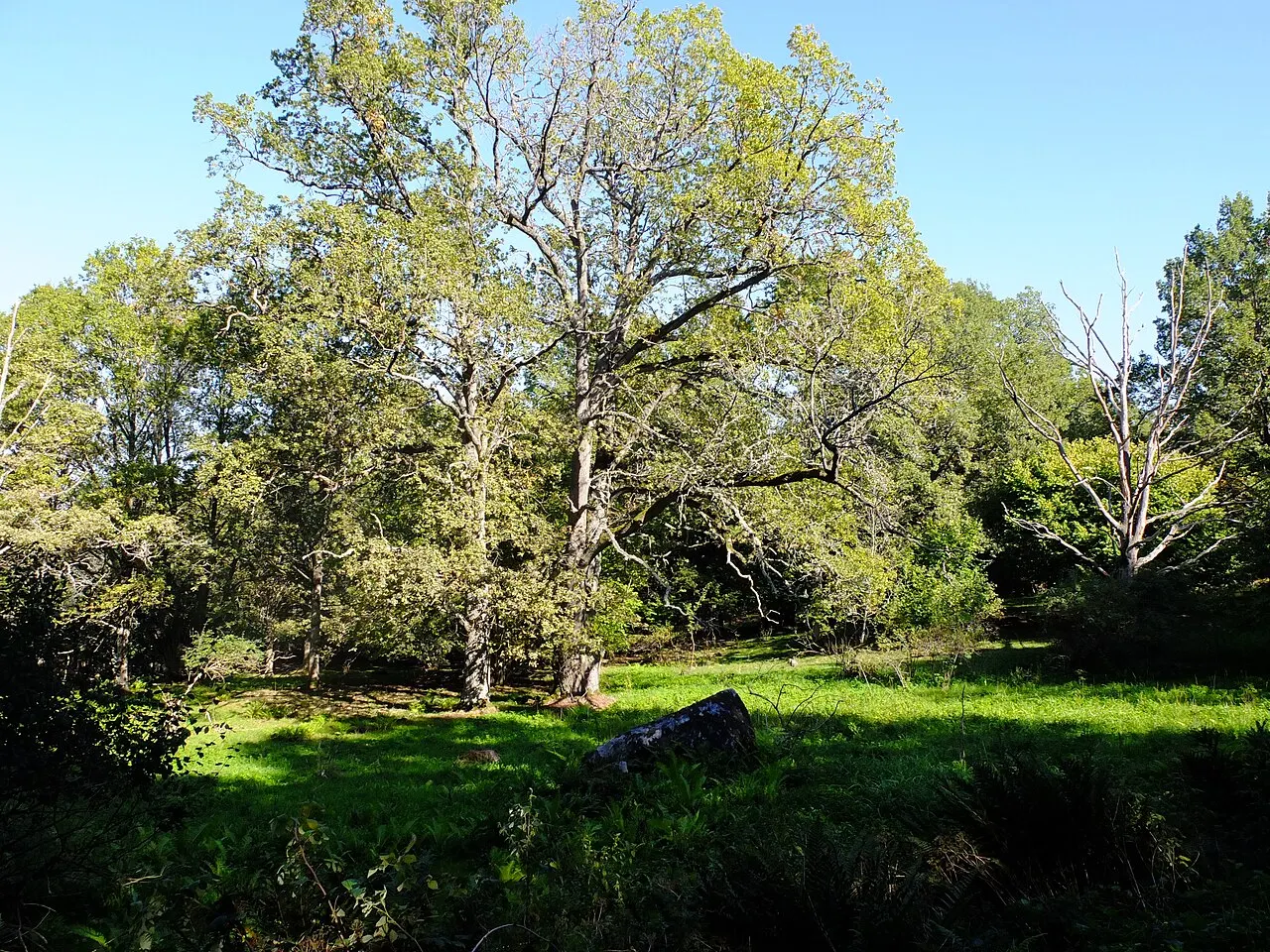 Från naturreservatet Ekeby ekhage utanför Örebro.