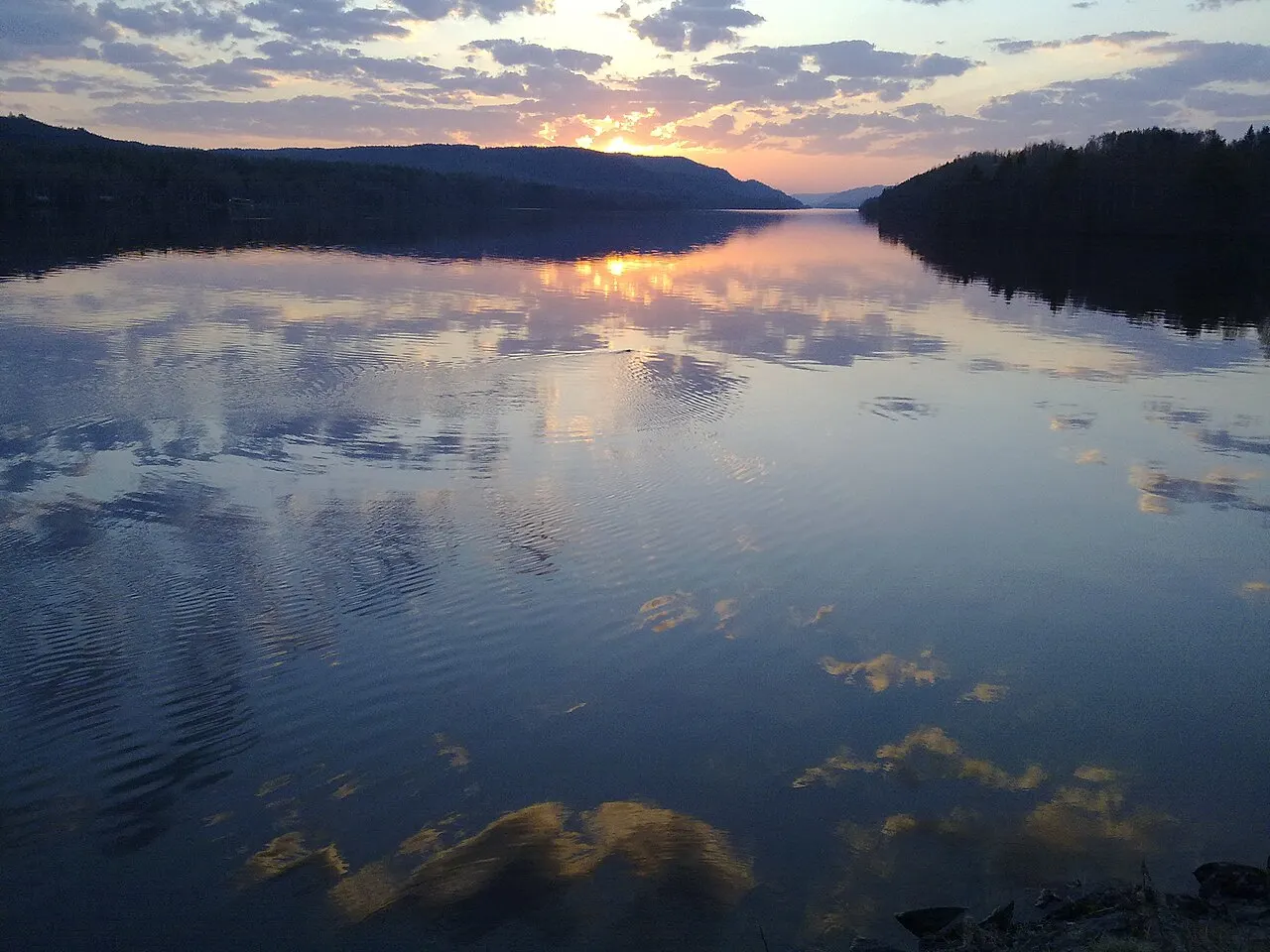 Bäver som simmar in i solnedgången vid Indal i Indalsälven i Medelpad.
